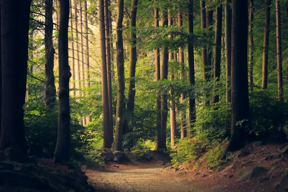 Luz entre árboles de un bosque tranquilo